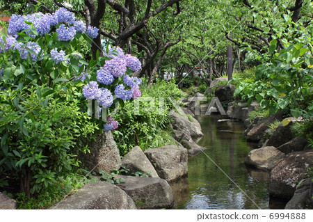 礦水公園·Seseragi和繡球花 6994888