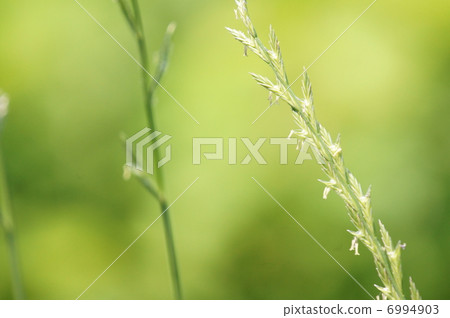 It seems it was grass pasture. It seems it was grass pasture. 6994903