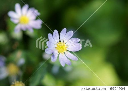 It is a pretty flower forgetting myself. 6994904