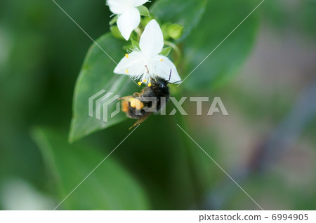 I am crazy about the black circle flower bee Jisanagi grass. 6994905