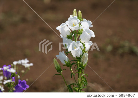 竹草別名風鈴它是一個小鈴鐺。 6994907