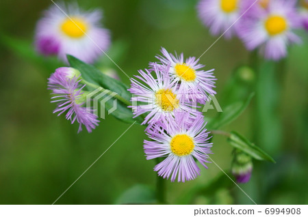 Spring purple spring Spring Sion 6994908