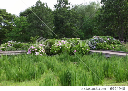 Temple Park · Shobu Field and Hydrangea 6994948