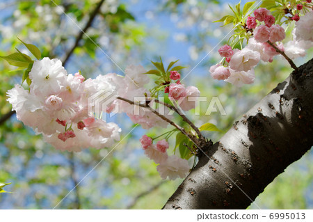 美麗的櫻花在城市農業公園·松月的花，芽和嫩葉 6995013