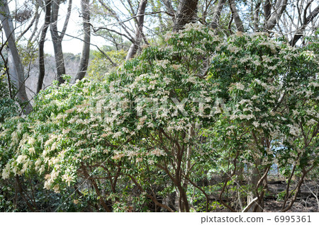 阿塞比 阿塞比 6995361