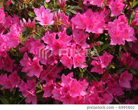 Hirato Azalea 6995602