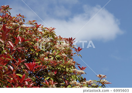 Benikanamemochi Benikanamemochi 6995603