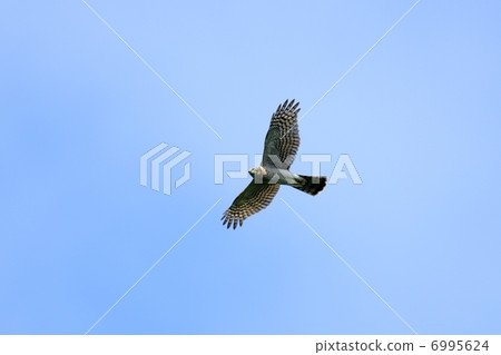 High hawk High hawk 6995624