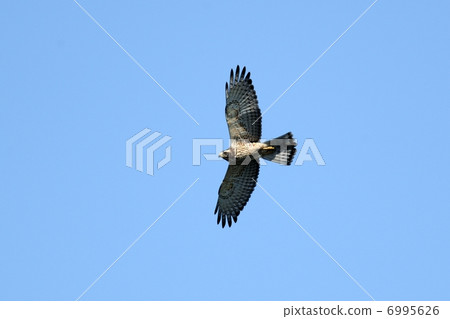 Sashiba Sashiba 6995626