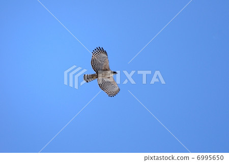 Kumataka Kumataka 6995650