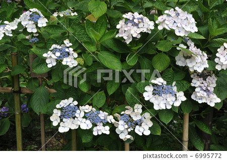 Hydrangea flower Hydrangea flower 6995772