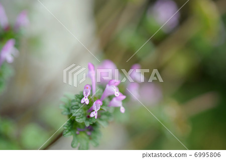 Buddha's Seed 6995806