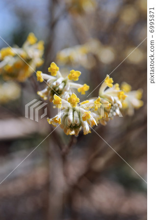 Mitumata flowers 6995871