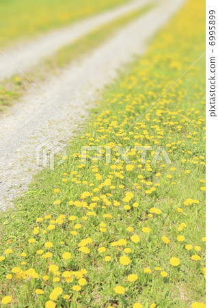 蒲公英綻放小直徑 6995899