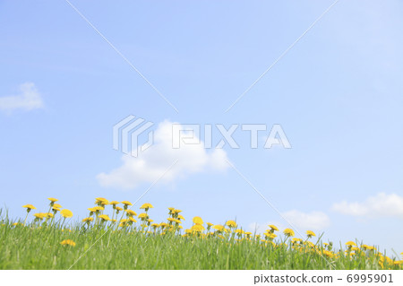 蒲公英的希望和藍天 6995901