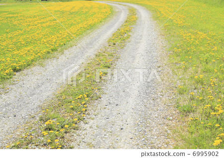 蒲公英綻放小直徑 6995902