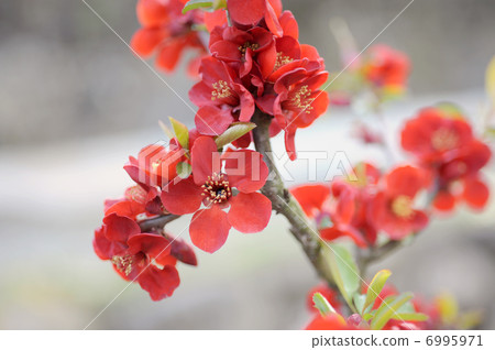 Blurred flowers 6995971