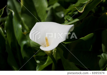 Color flowers 6995974