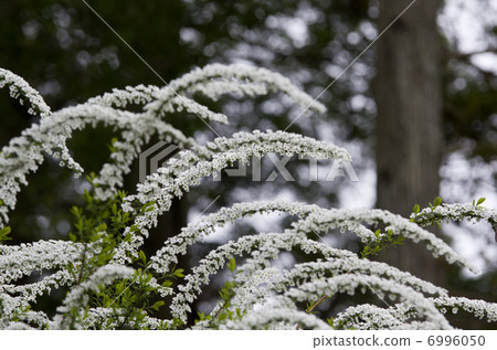 Yukiyanagi Yukiyanagi 6996050