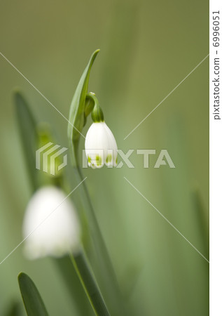 Snowflake Snowflake 6996051