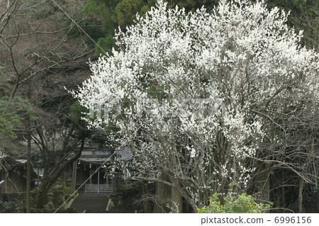 秋元神社的梅花 秋元神社的梅花 6996156