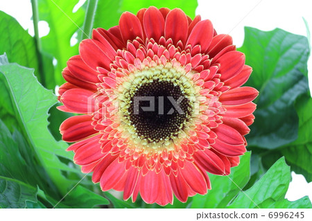 Gerbera Gerbera 6996245