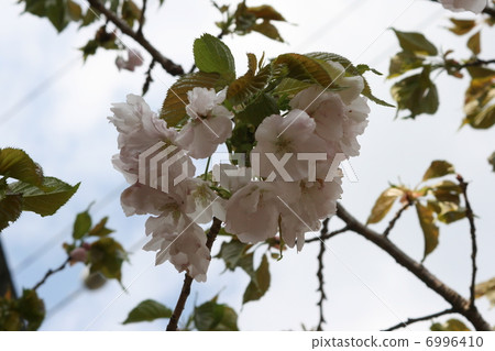 櫻桃樹 櫻桃樹 6996410