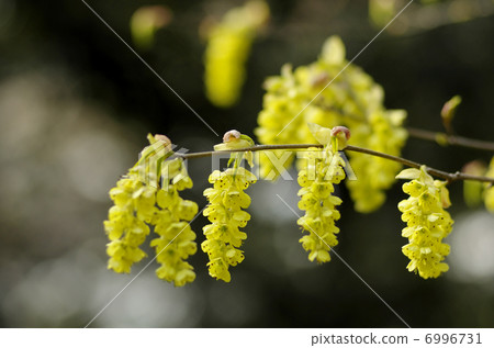 Toshi sickle Toshi sickle 6996731