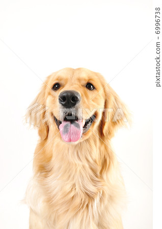 金毛獵犬 6996738