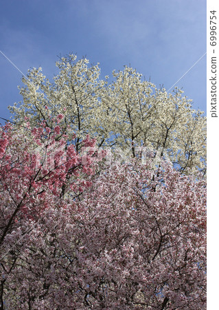 Goshuzuka Muskete and cherry tree 6996754
