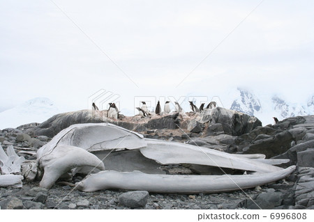 Gentoo penguin and whale bone 1 6996808