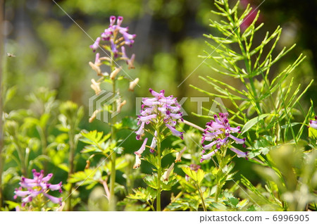 April Flower Murasakikeman Poppyidae 18 6996905