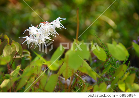 April Flower Ikarisou / Megui 13 6996994