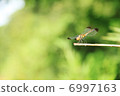 Dragonflies in the mountains 6997163