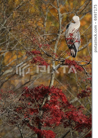 Feathering of the Hawthorn 6997175