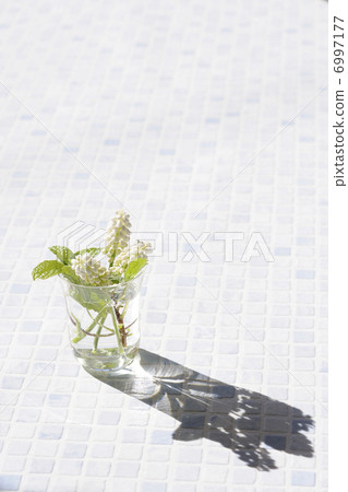 Muscari flowers in sunshine 6997177