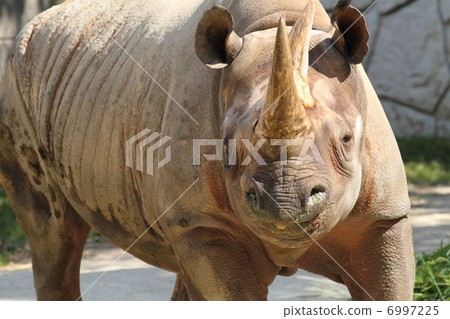 Extinction crisis Extinction crisis 6997225