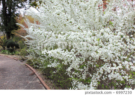 Flower trail (sideways) Flower trail (sideways) 6997230