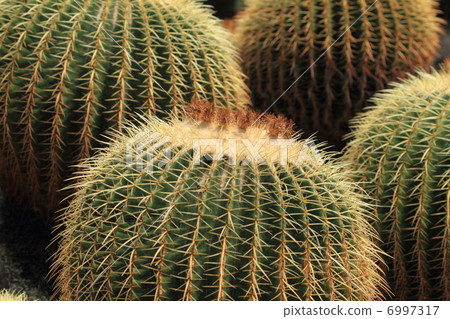 Cacti Gold 6997317