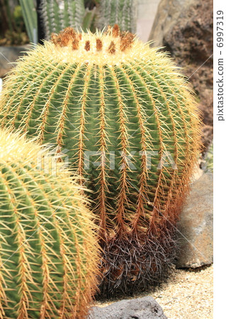 Cacti Gold Cacti Gold 6997319