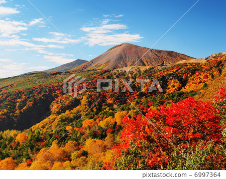 Leaves of landscape from Bandai Azuma Skyline 6997364