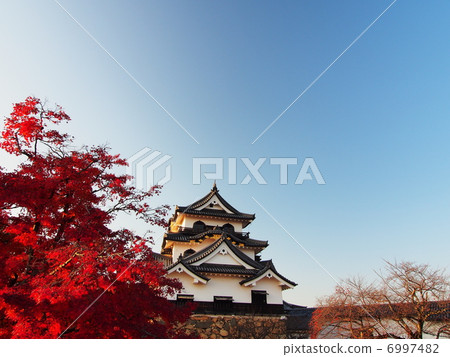 Hikone castle of autumn leaves 6997482