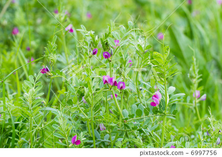 卡拉蘇諾豌豆 卡拉蘇諾豌豆 6997756