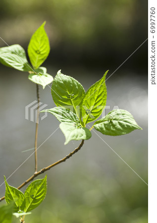 哈納男性花 6997760