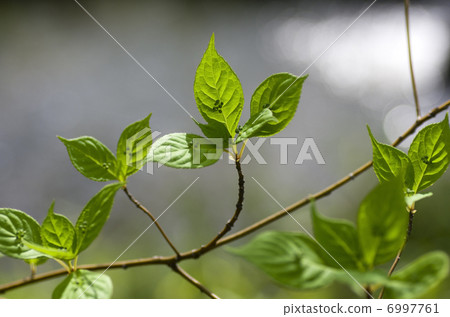 哈納男性花 哈納男性花 6997761