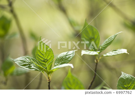 Male flower of Hana 6997762