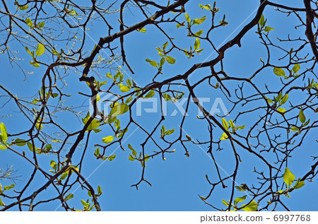 Tree · Hakumikuren Magnolia family Tree · Hakumikuren Magnolia family 6997768