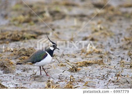田鳧 田鳧 6997779