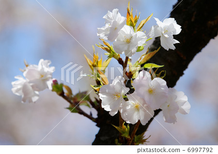 Beautiful cherry blossoms in Urban Agricultural Park · Hayami City 6997792