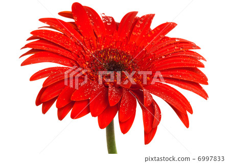 scarlet gerbera scarlet gerbera 6997833